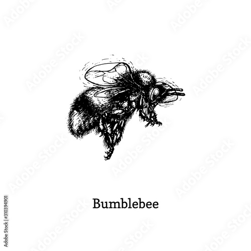 Bumblebee in flight, vector illustration. Hand drawn sketch of insect in vintage style.