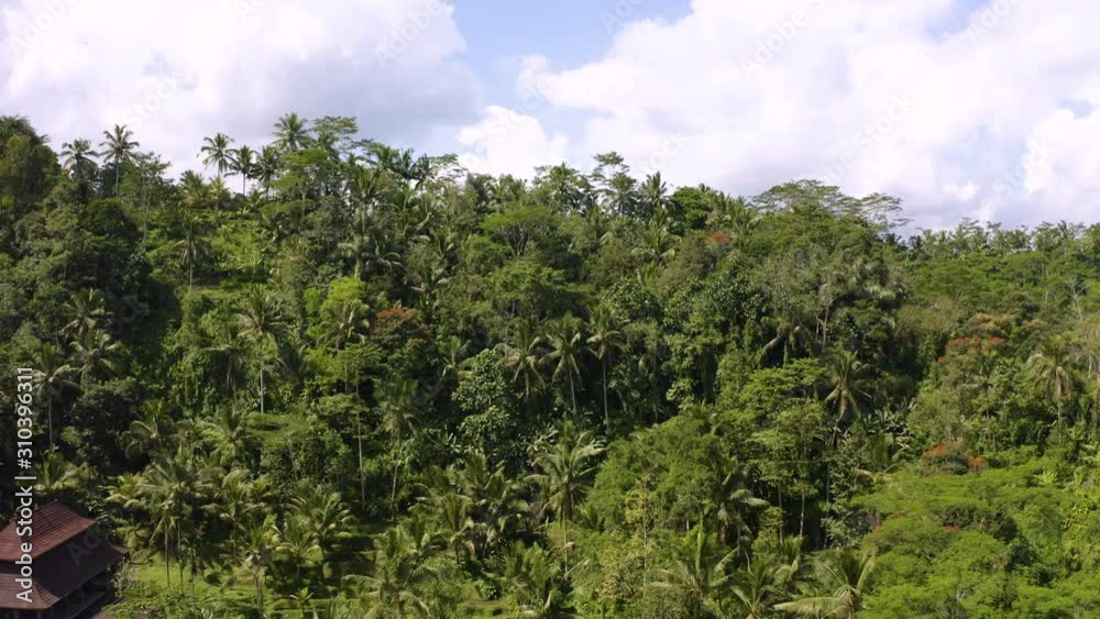 Cinematic drone flyover Jungle in Bali Indonesia. Palm trees and bird flying around, close fly to trees. Beautiful exotic rice field and nature in this island. Cinematic drone flyover Jungle in Bali Indonesia. Palm trees and bird flying around, close fly to trees. Beautiful exotic rice field and nature in this island.