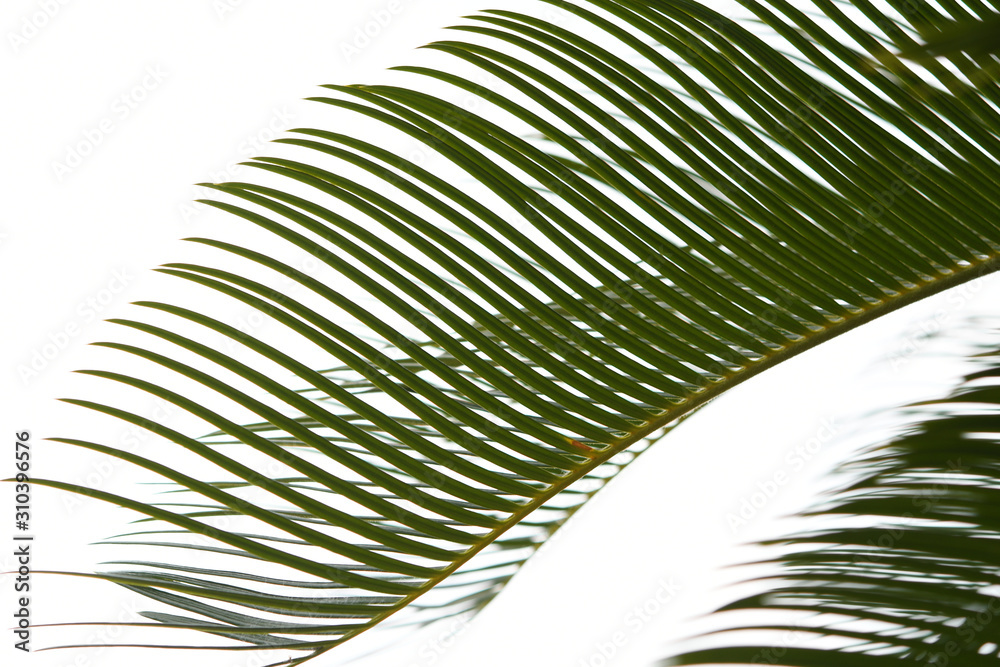 Obraz premium トロピカルな葉