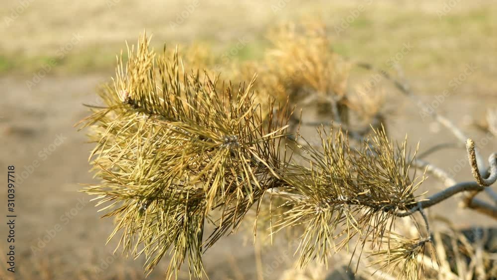 Dry spruce branch in desert place sways in the wind. Selective focus. Outdoors. Dry spruce branch in desert place sways in the wind. Selective focus. Outdoors.