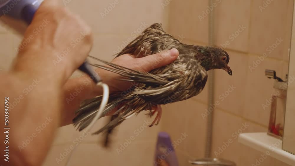 Man holds adopted pigeon and dries it with hairdrier.