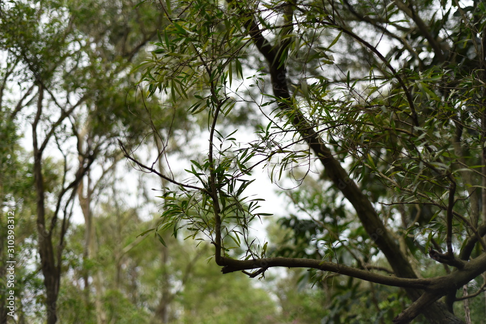 Fototapeta premium the rectangular branch of a tree in a hill park of shenzhen, china