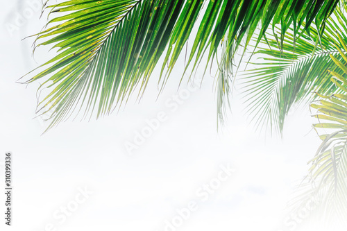 Green palm leaves as background.Palm Sunday concept. © Jantanee