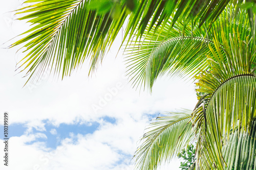 Green palm leaves as background.Palm Sunday concept.