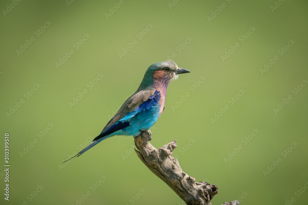 Lilac-breasted roller in profile on dead stump Lilac-breasted roller in profile on dead stump