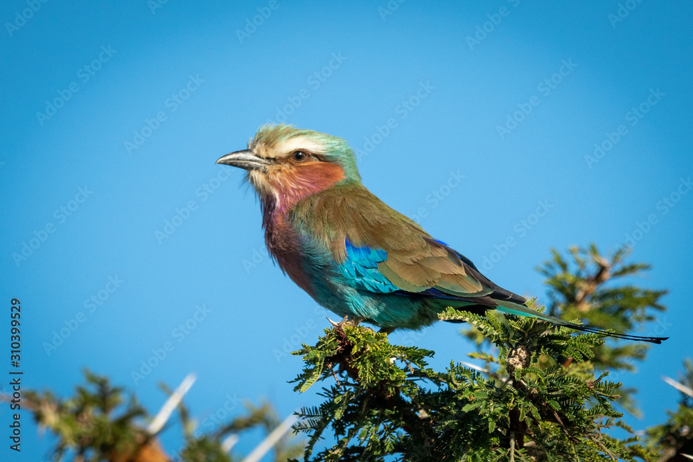 Lilac-breasted roller in thornbush under blue sky Lilac-breasted roller in thornbush under blue sky