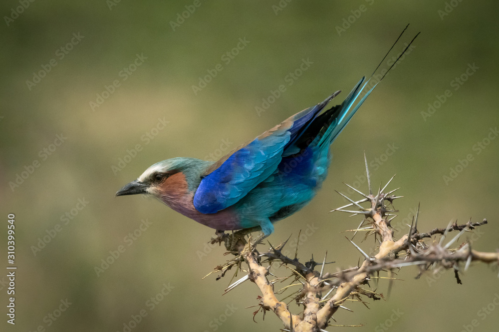 Lilac-breasted roller leans forward on thorn branch Lilac-breasted roller leans forward on thorn branch