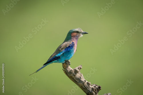 Lilac-breasted roller in profile on dead stump