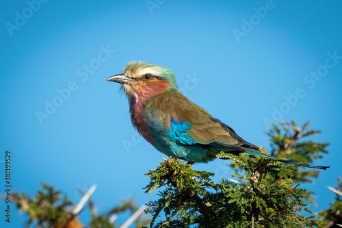 Lilac-breasted roller in thornbush under blue sky