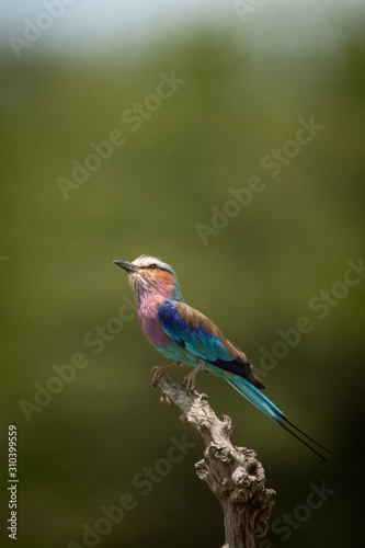 Lilac-breasted roller looks up from dead branch
