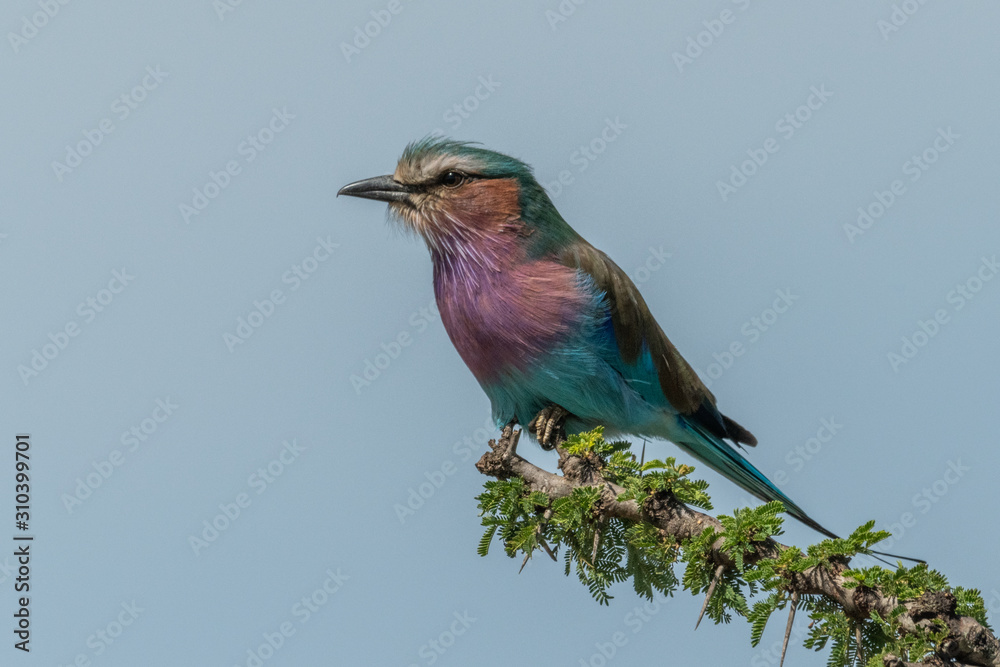 Fototapeta premium Lilac-breasted roller on thornbush under blue sky