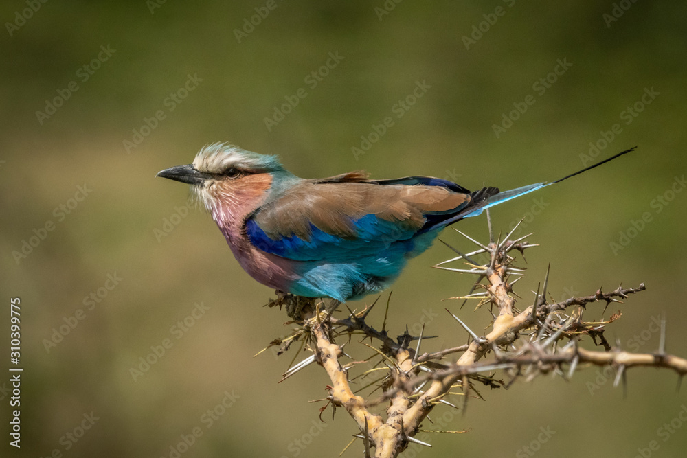 Fototapeta premium Lilac-breasted roller perches in profile in thornbush