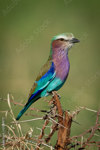 Lilac-breasted roller on thorny branch eyeing camera