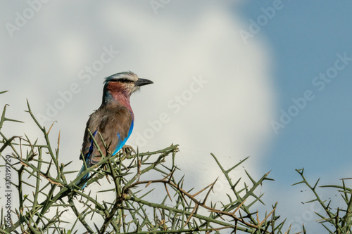 Lilac-breasted roller on thornbush with clouds behind photo