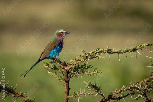 Lilac-breasted roller perched in thorny whispering acacia