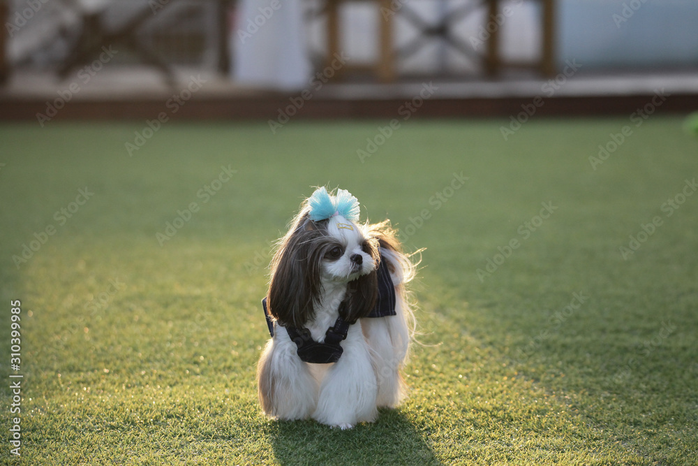 Happy puppies in a private playground Happy puppies in a private playground