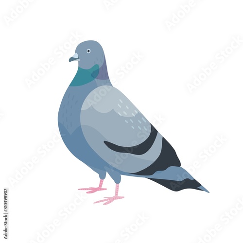 Cute pigeon flat vector illustration. City bird with dark grey plumage. Feathered dove side view. Urban fauna, feathery wildlife. Domesticated flying animal isolated on white background.