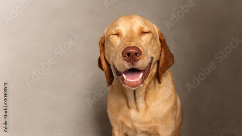 Photography Portrait of Happy dudley Labrador retriever dog squinting against grey background