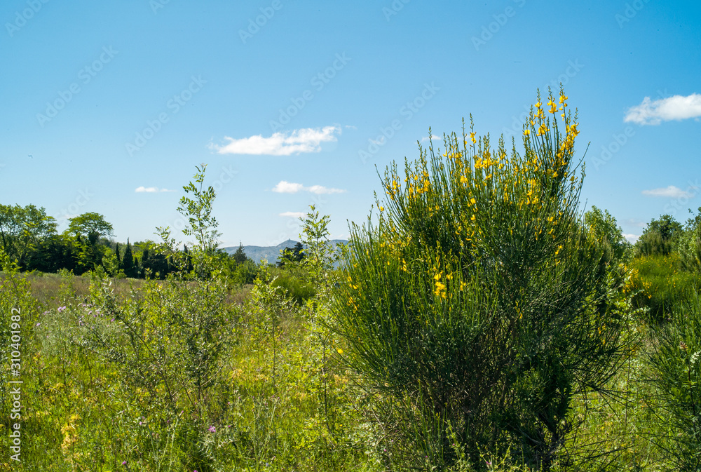 landscape with trees and blue sky