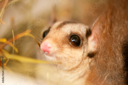 Detailed closeup of a Squirrel Glider. Scientific name is Petaurus norfolcensis.