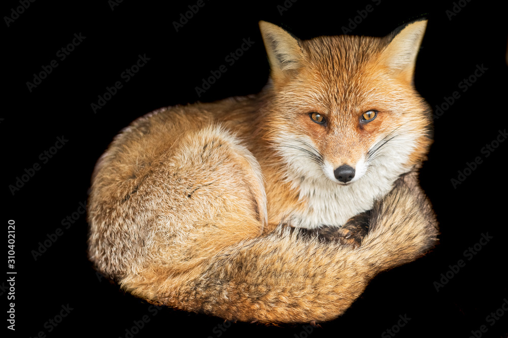 Red fox with a black background