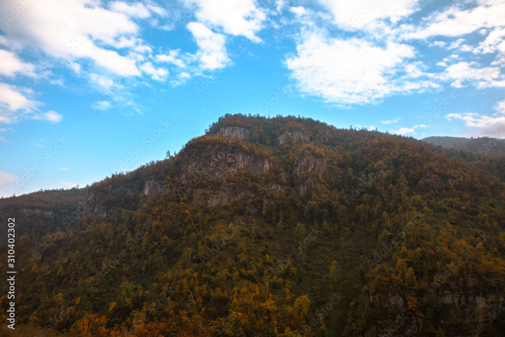 forest in rock