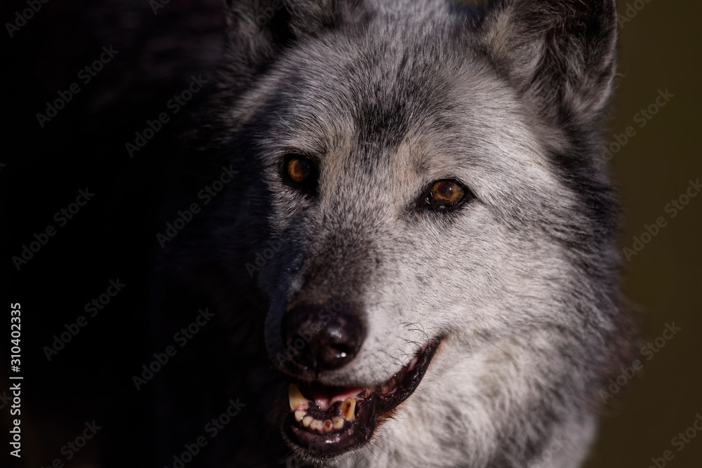 Loup noir du Yellowstone Loup noir du Yellowstone