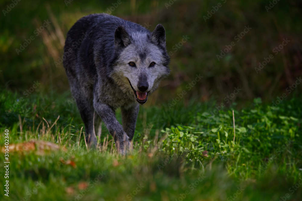 Loup noir du Yellowstone