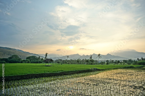 Fields that are used for growing rice and at harvest time, rice plants after planting by terracing farming methods