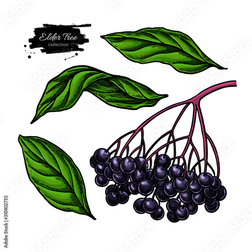 Black elderberry vector drawing set. Hand drawn botanical branch with berries