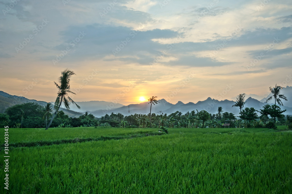 Fototapeta premium Fields that are used for growing rice and at harvest time, rice plants after planting by terracing farming methods