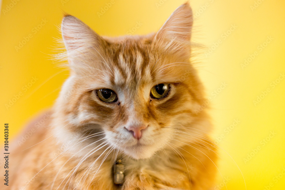 Red cat on a yellow background