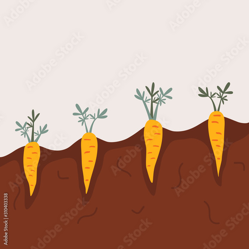 Organic vegetable garden with root veggies. Carrots vegetables growing on vegetable patch. Concept of healthy vegetarian food