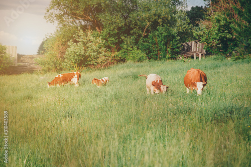 cow grazing on a green meadow. large horned livestock eats the grass. animals close up. Concept of meat products, agriculture, life in nature, organization for the protection of animals