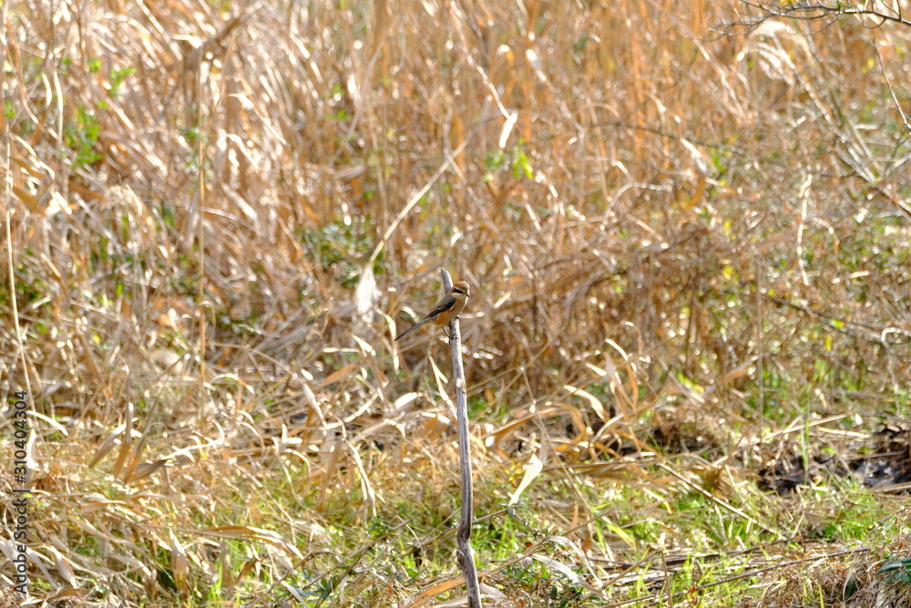 shrike on branch shrike on branch
