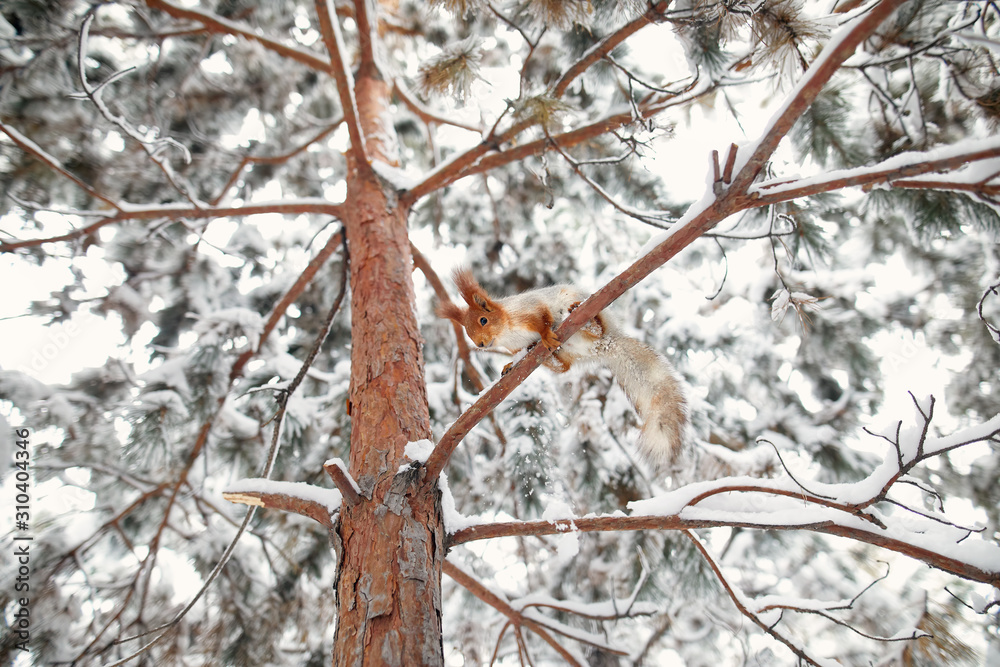 Squirrel at the tree in winter forest Squirrel at the tree in winter forest