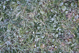 Frozen grass on winter in the garden. Meadow covered by frost