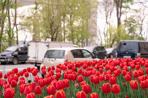 Vladivostok, Russia - May 07, 2019: Flowering tulips on the streets of Vladivostok. photo