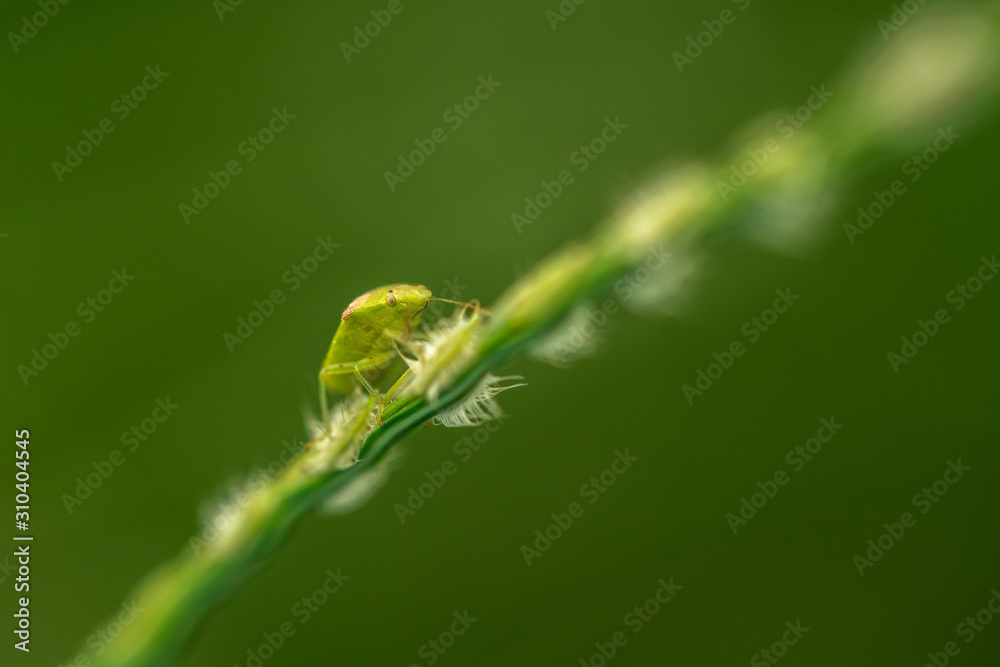 green stinky bug climbing plant green stinky bug climbing plant