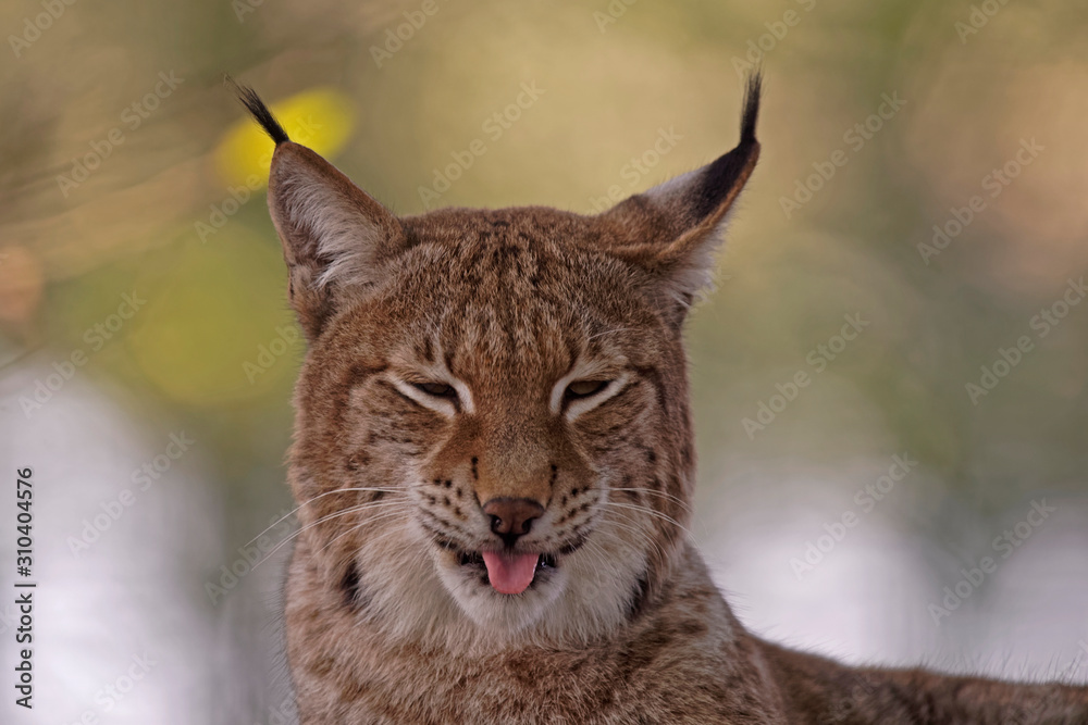 Obraz premium Lynx boréal