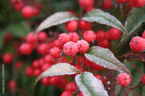 Frost on Heavenly bamboo with beautiful red berries. Nandina domestica bush in winter. Christmas or winter background 