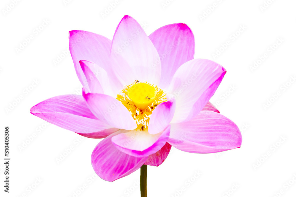 Pink lotus cut-out with colors White background appropriate the Backdrop, idea copy space Pink lotus cut-out with colors White background appropriate the Backdrop, idea copy space