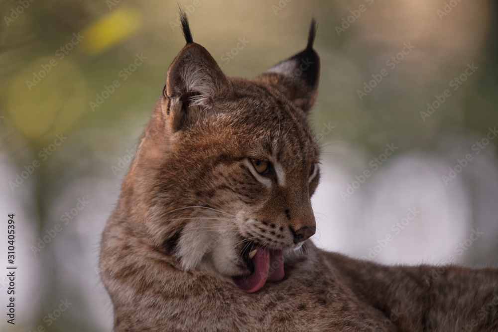 Fototapeta premium Lynx boréal
