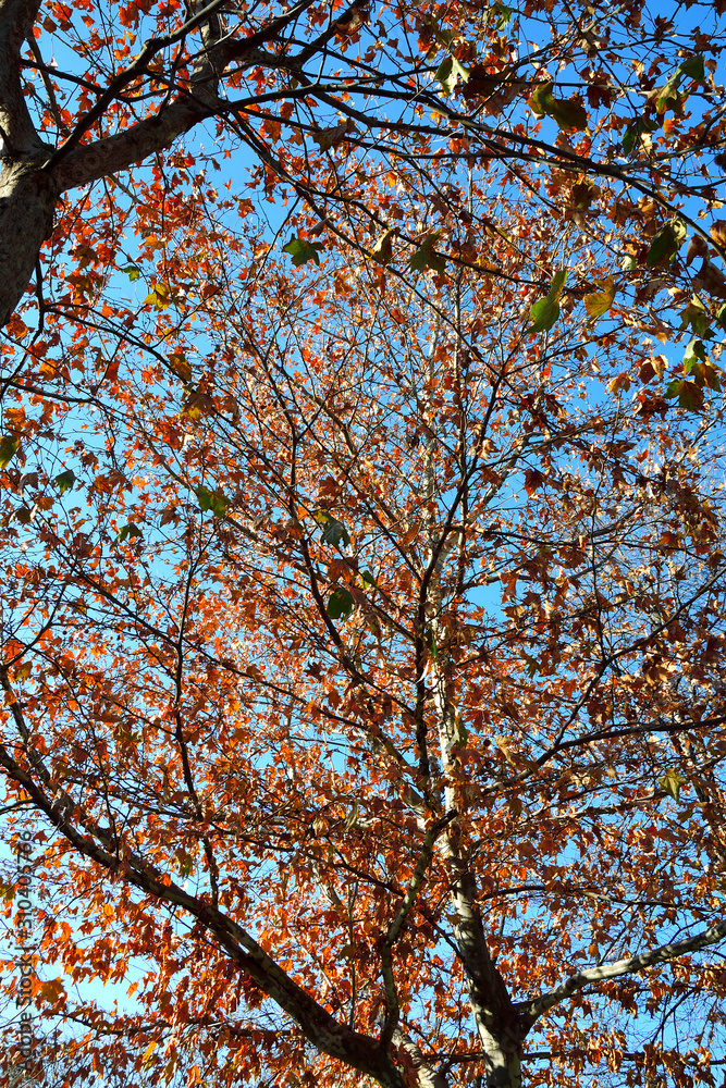 Trees and their colorful leaves. This photo was taken in reverse light Trees and their colorful leaves. This photo was taken in reverse light
