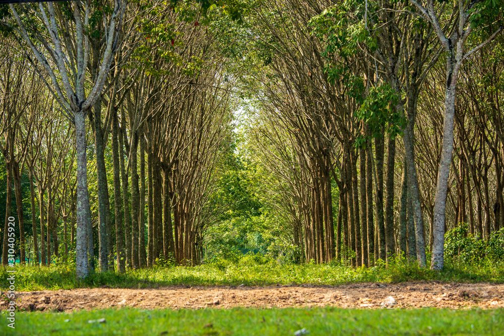 Beautiful tropikal trees in Thailand, Phuket. Beautiful tropikal trees in Thailand, Phuket.