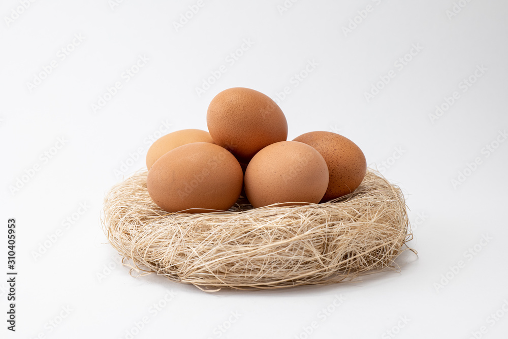 Egg on Nest With White Blackgound Egg on Nest With White Blackgound