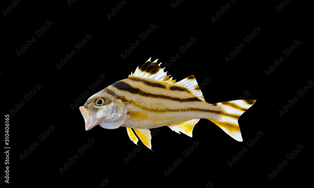 Target fish, that live on the beach with colors black background ...