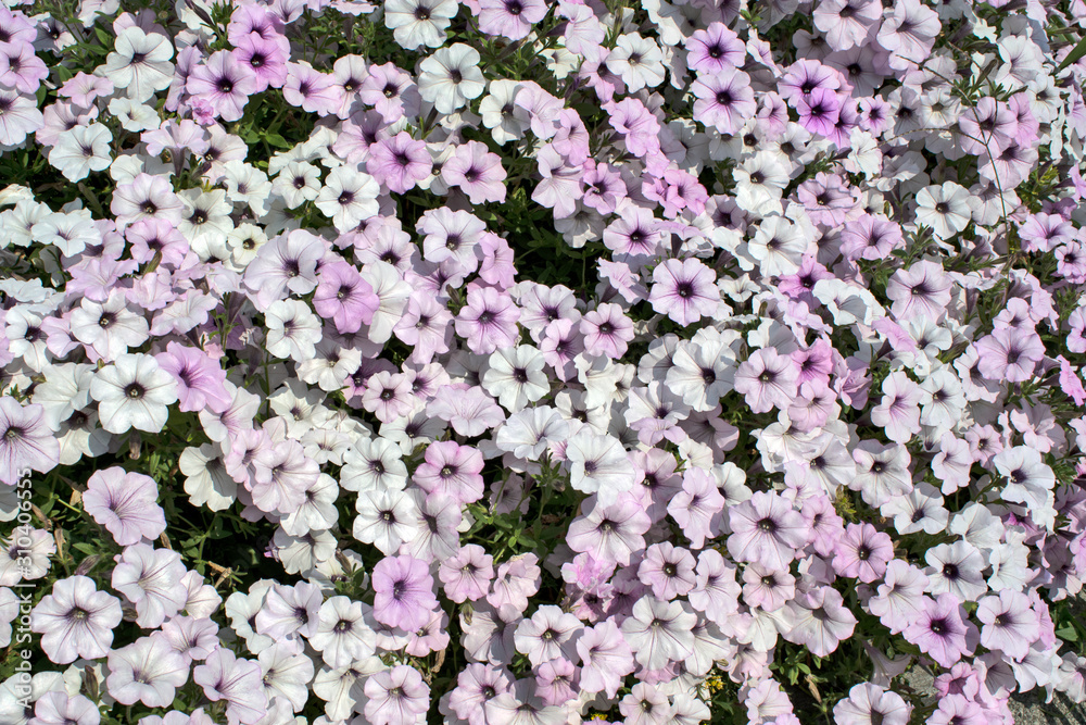 White Petonias White Petonias