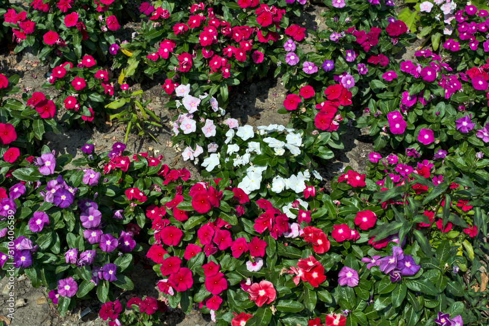 Vinka flowers multicolored