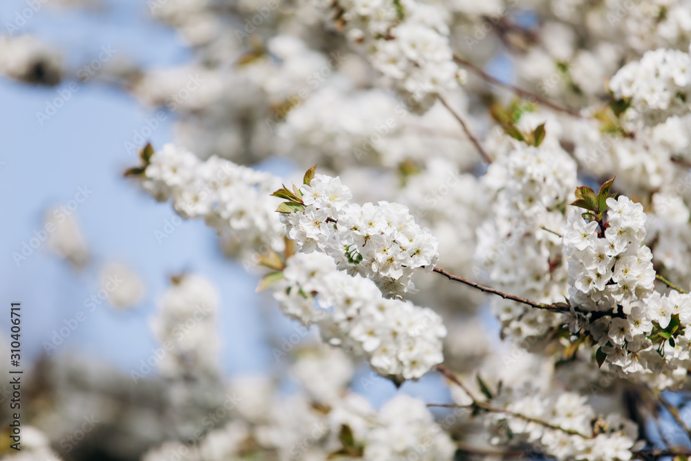 Branches of a flowering Apple tree. Blooming Apple tree in the white garden Branches of a flowering Apple tree. Blooming Apple tree in the white garden